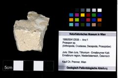 Foto (Objekt + Etikett) von Prosopon sp.  (NHMW-GEO-1990-0041-2938)